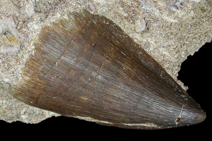 Mosasaur (Prognathodon) Tooth In Rock #85637